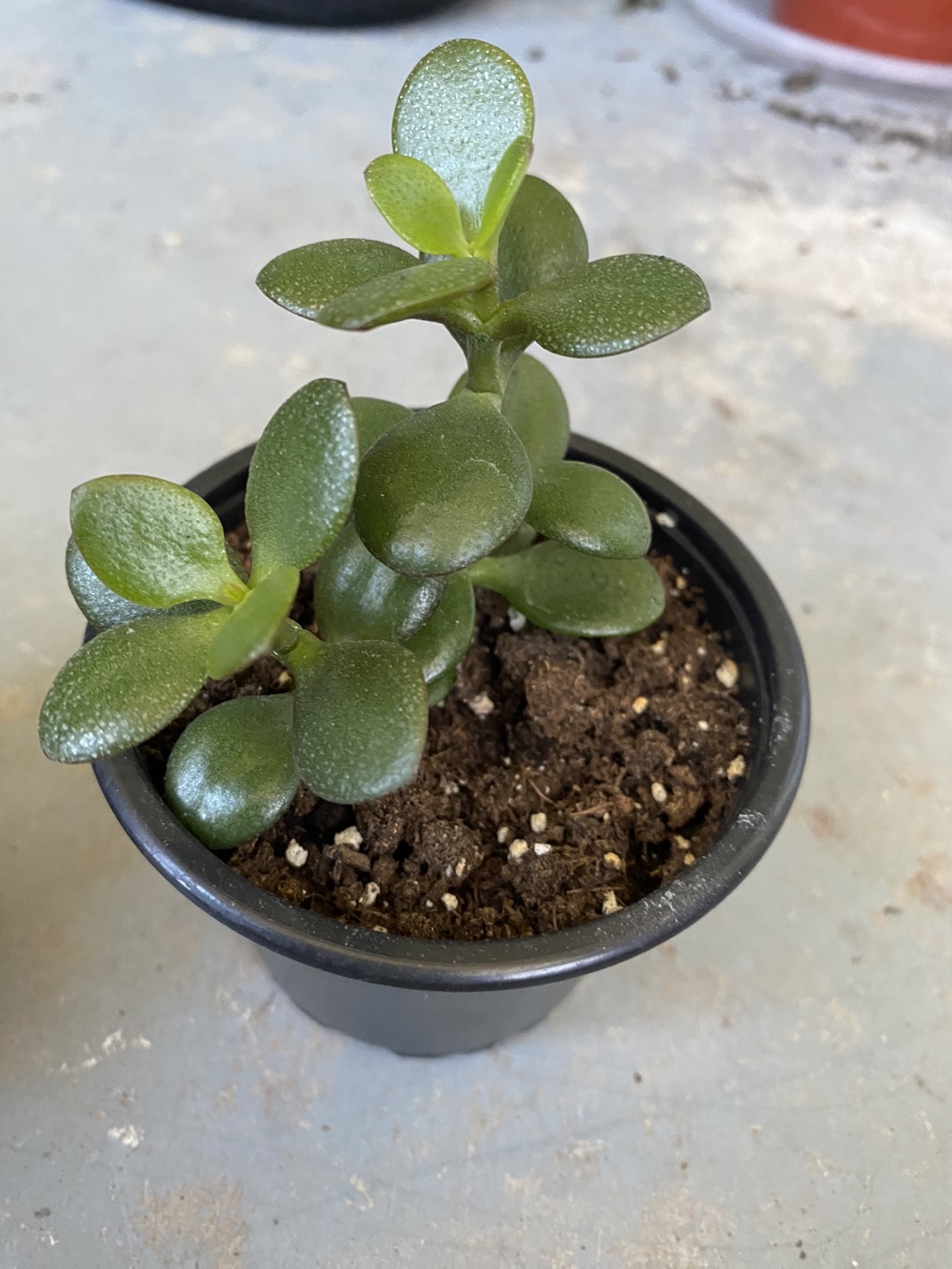 Jade plant