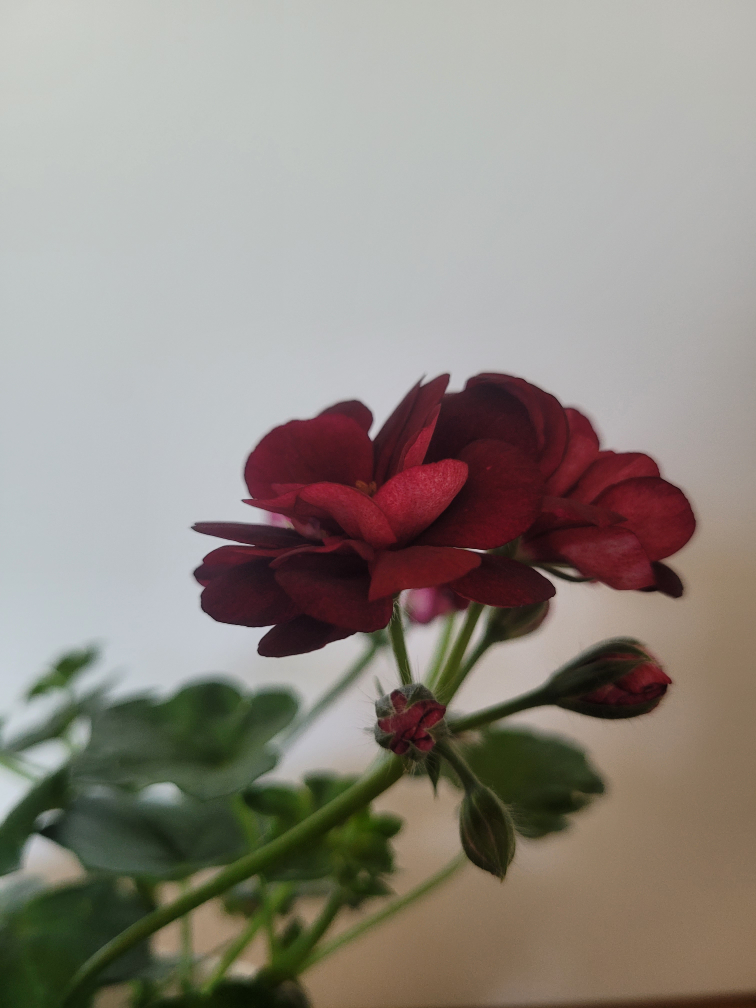 Dark Red Geranium- Excellent House Plant