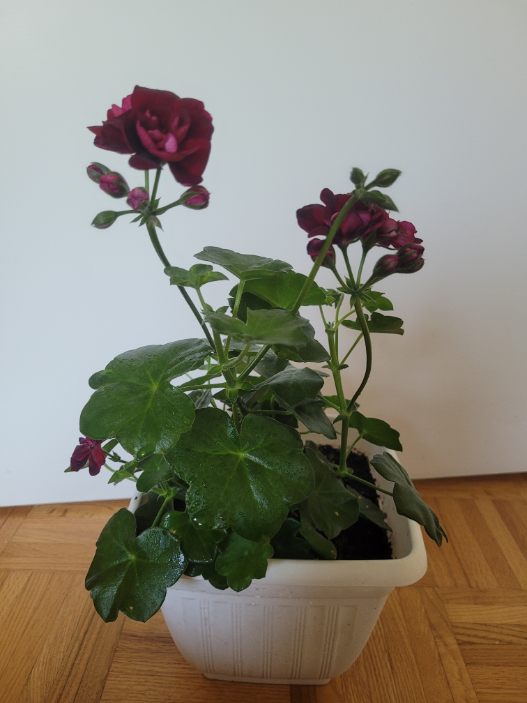 Dark Red Geranium- Excellent House Plant - photo 2