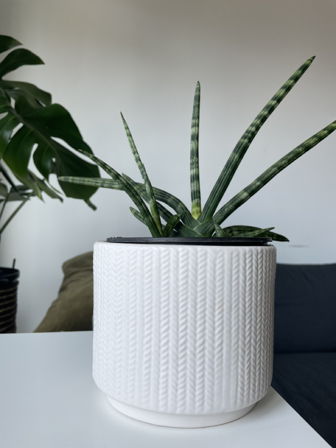 Plant with planter Sansevieria Starfish thumbnail