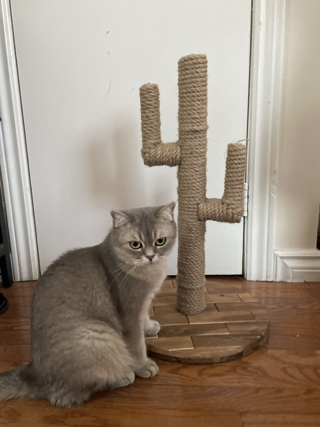 Cactus Cat Scratcher thumbnail