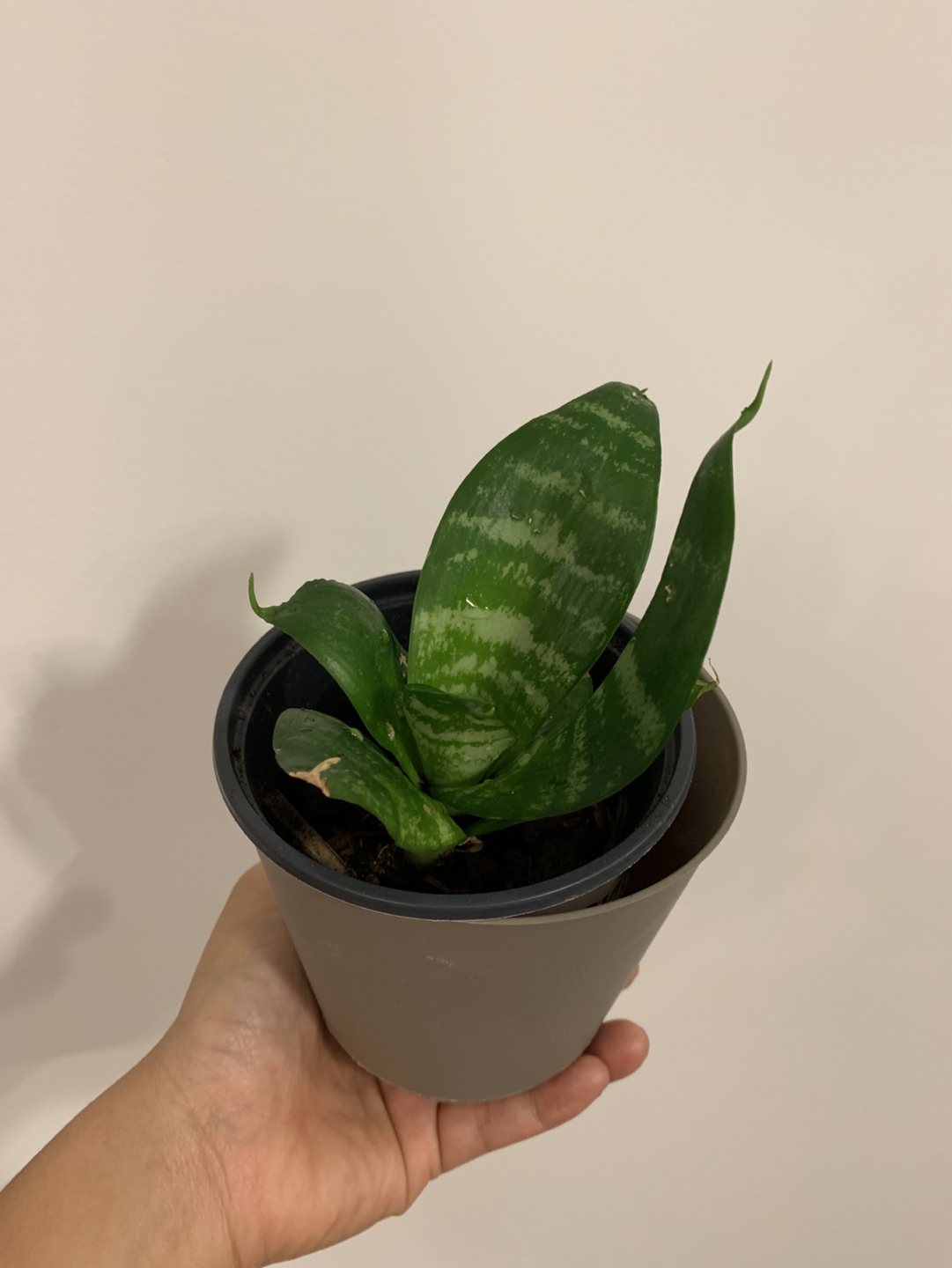Healthy Snake Plant Variety thumbnail