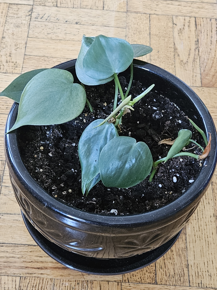 pothos pot with 2 plants - photo 2
