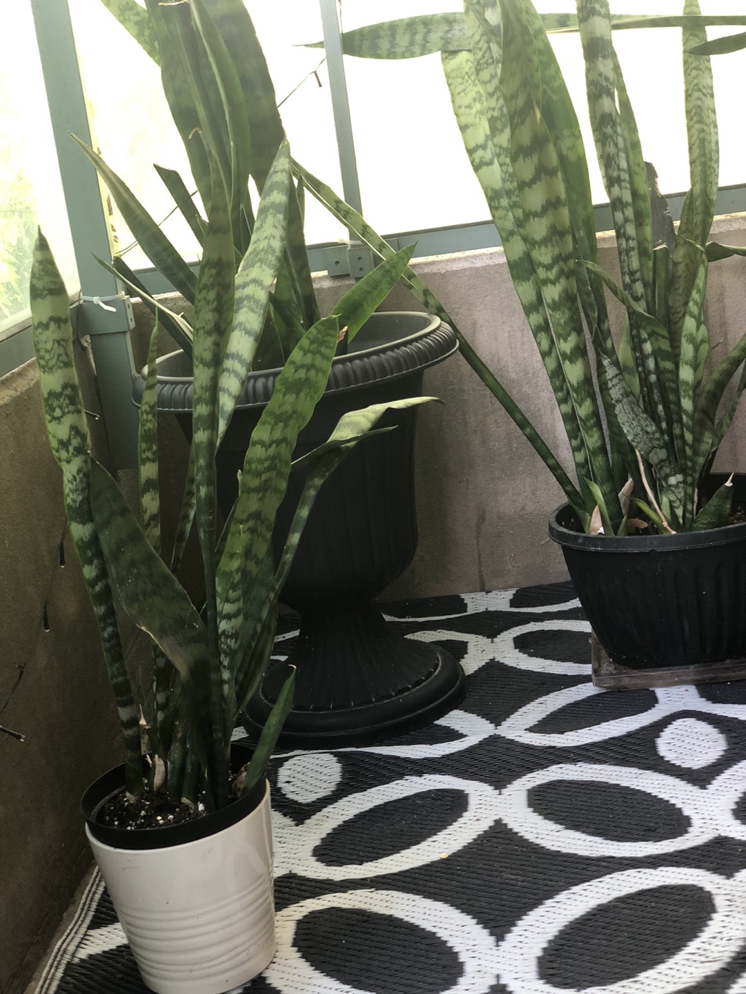 Snake plant for now or never image indicator(2)