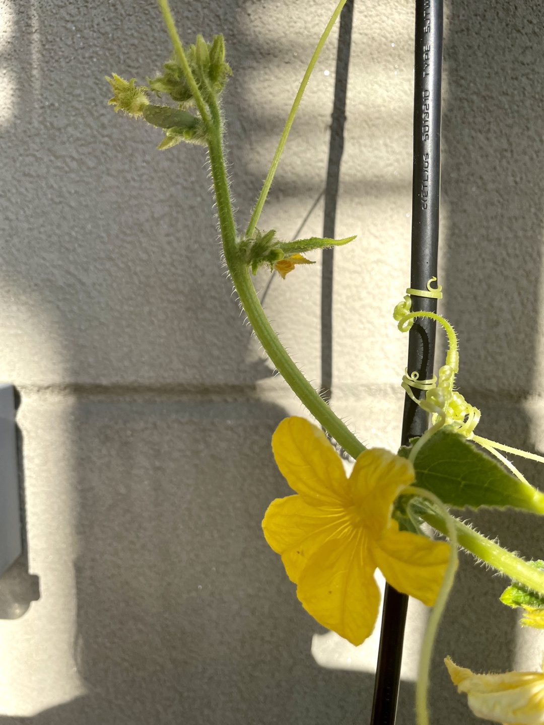 Moving sale: Organically grown cucumbers in a pots - photo 3