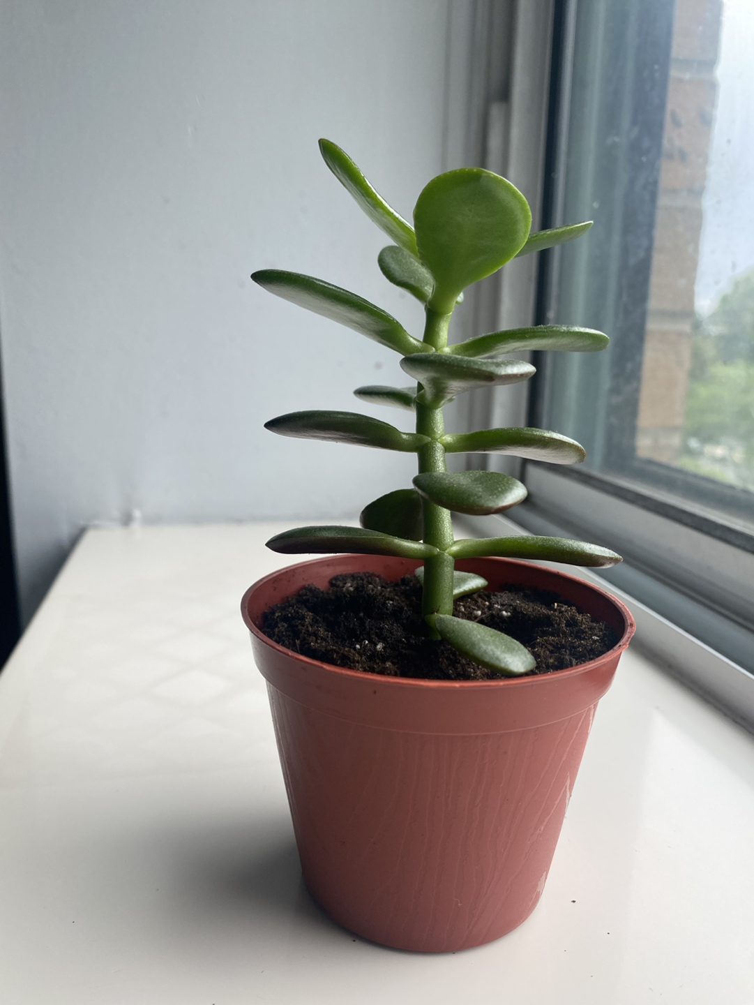 Jade plant thumbnail
