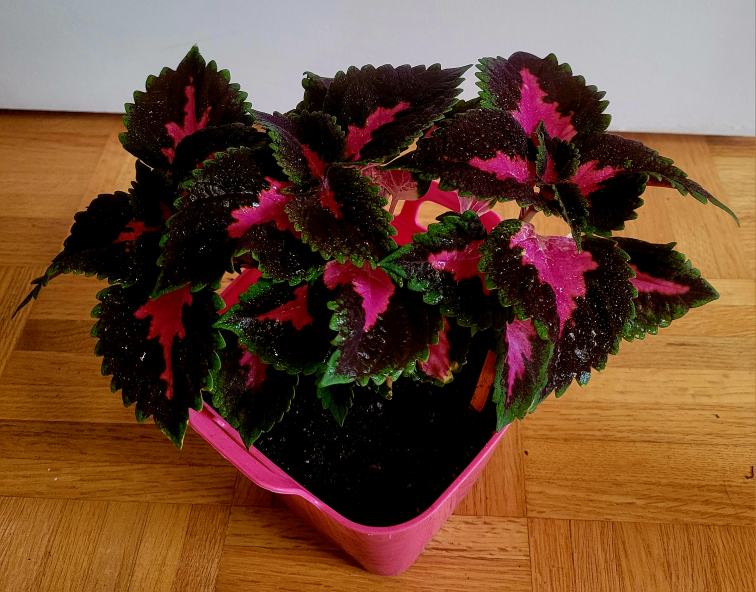 Coleus- Aroma House Plant