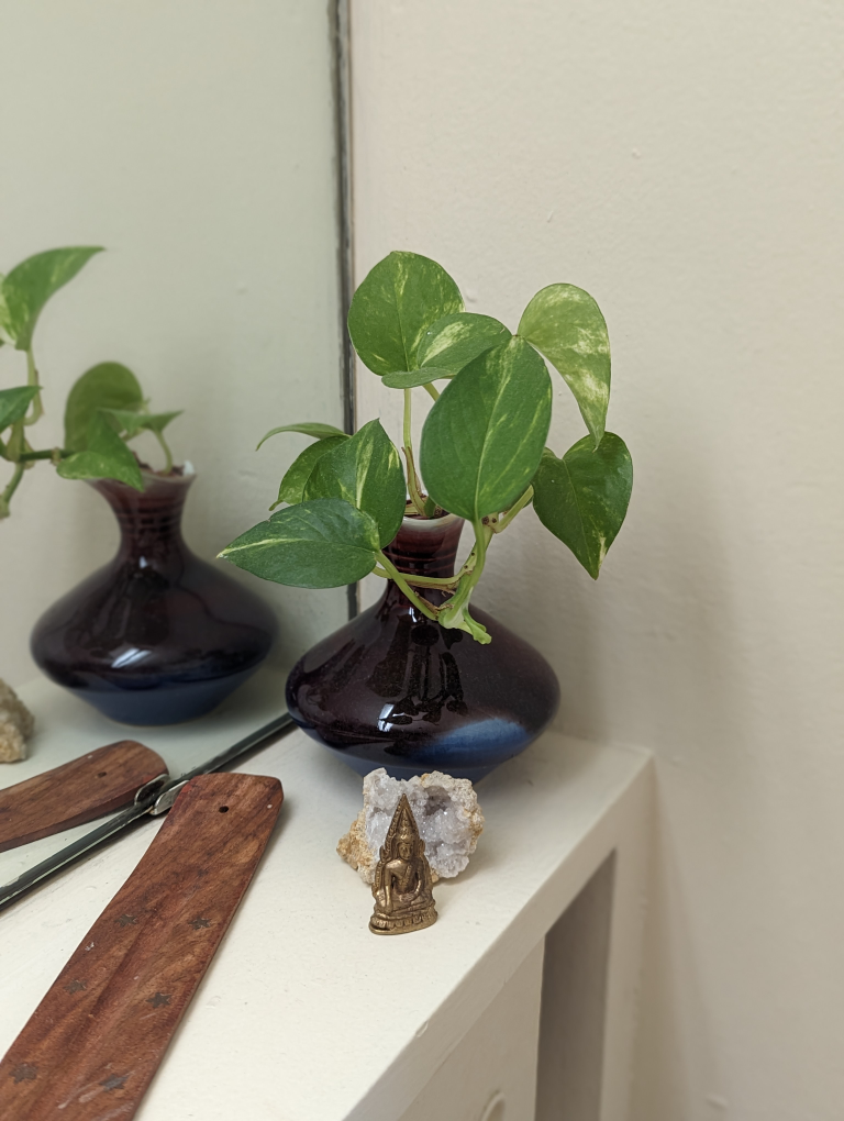 Pothos ivy, devil's ivy, Epipremnum aureum Small