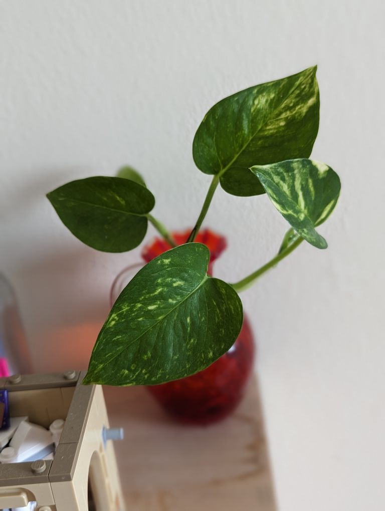 Pothos ivy, devil's ivy, Epipremnum aureum Small - photo 2
