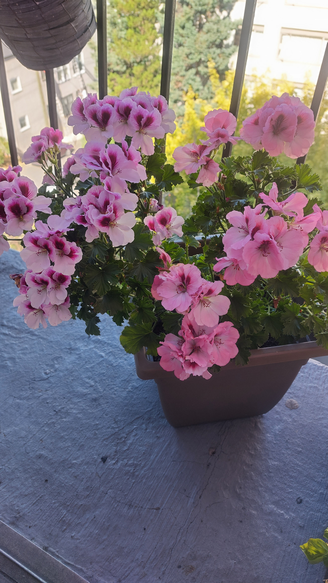 Outdoor balcony plants - photo 2