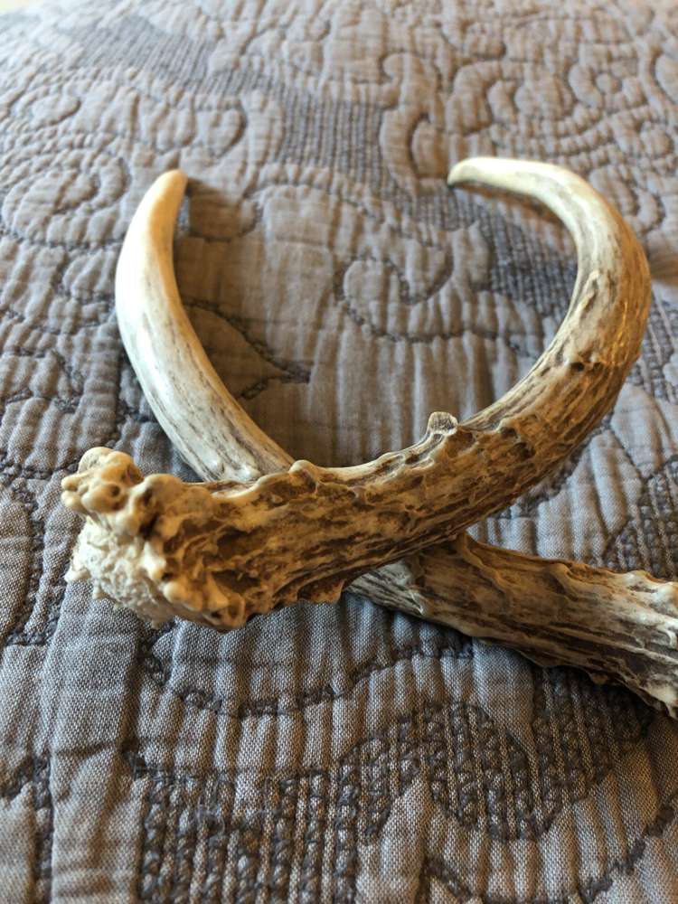 Whitetail Deer Antlers, naturally shed - photo 2