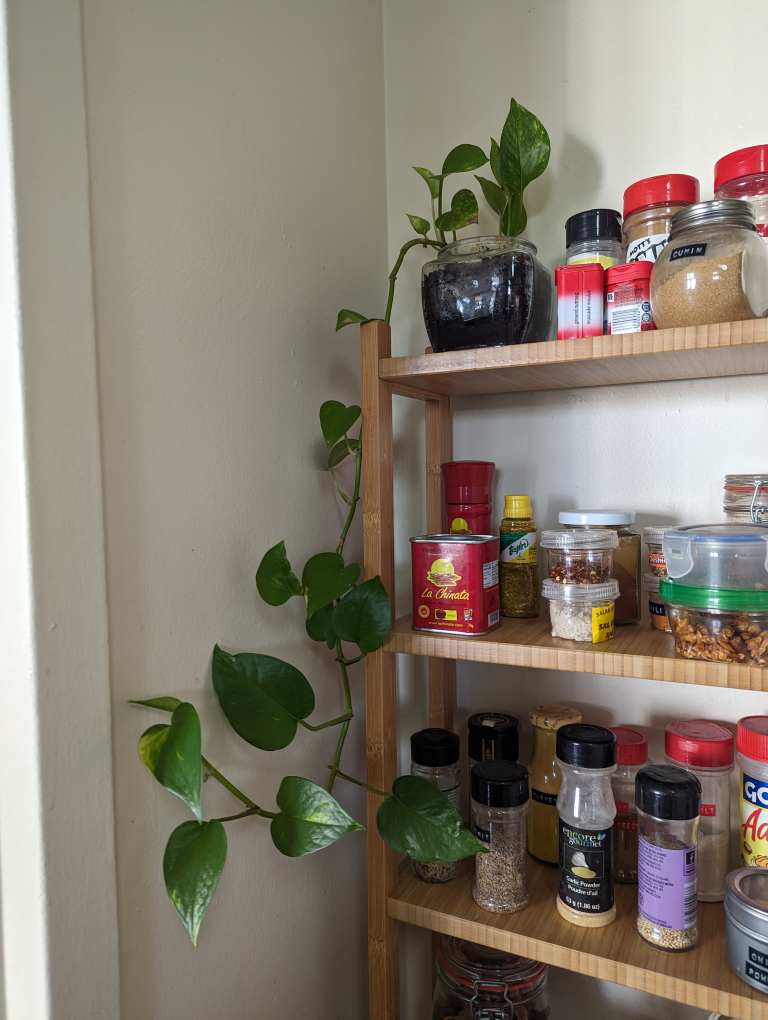 Pothos ivy, devil's ivy, Epipremnum aureum