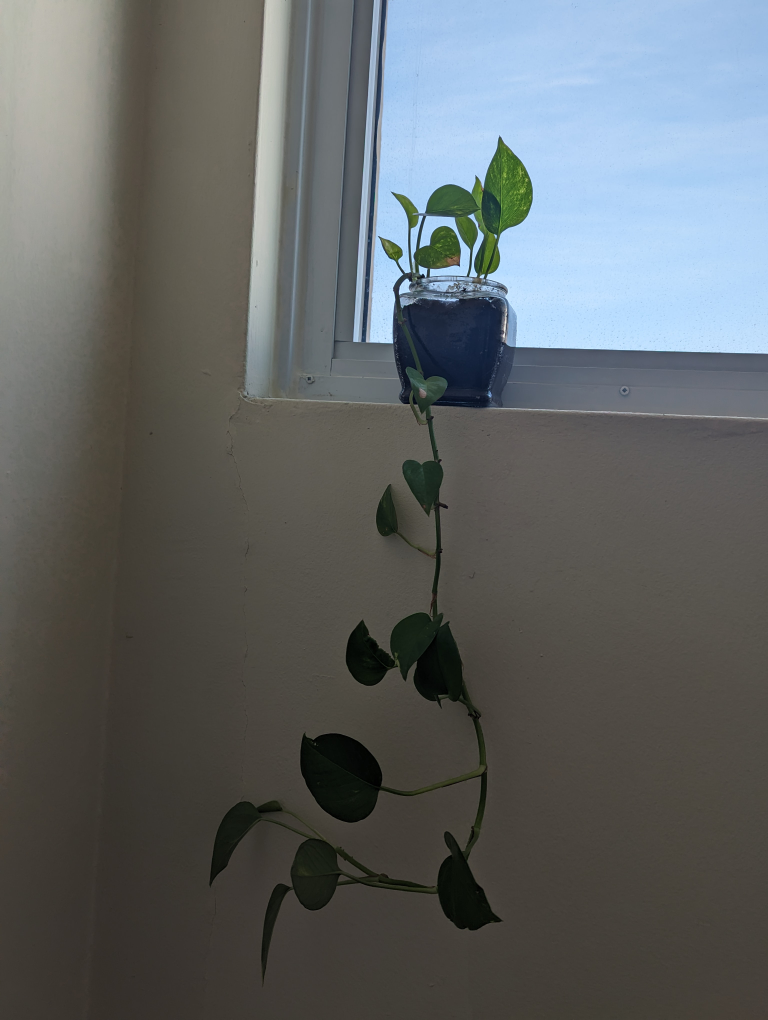 Pothos ivy, devil's ivy, Epipremnum aureum - photo 2