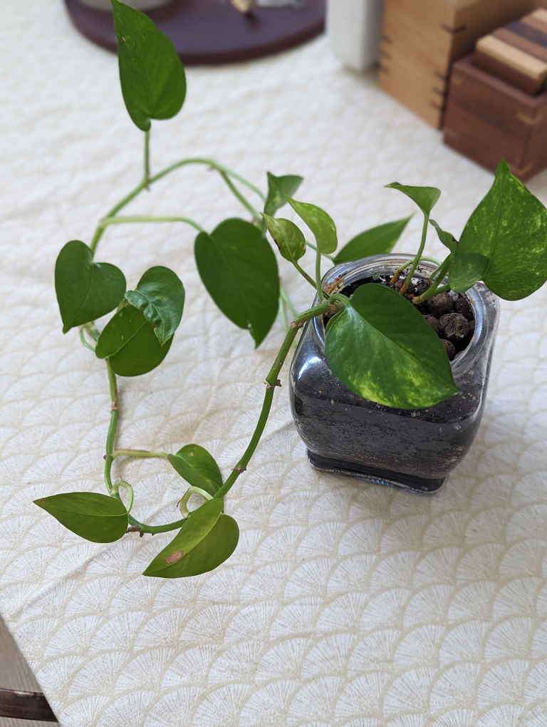 Pothos ivy, devil's ivy, Epipremnum aureum - photo 3