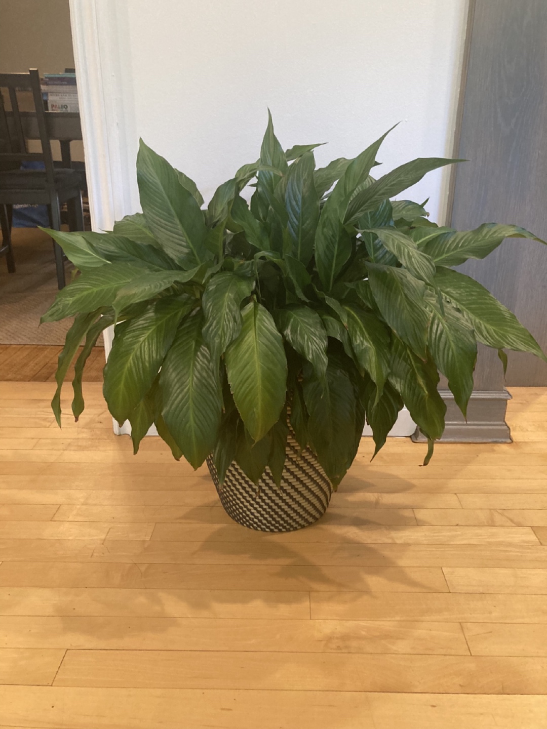 Healthy plant with IKEA planter thumbnail
