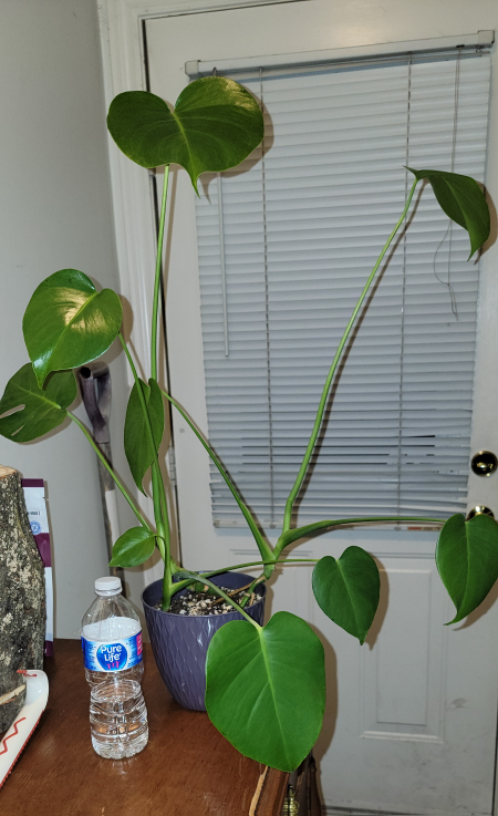 Juvenile Monstera Deliciousa Tropical Plant