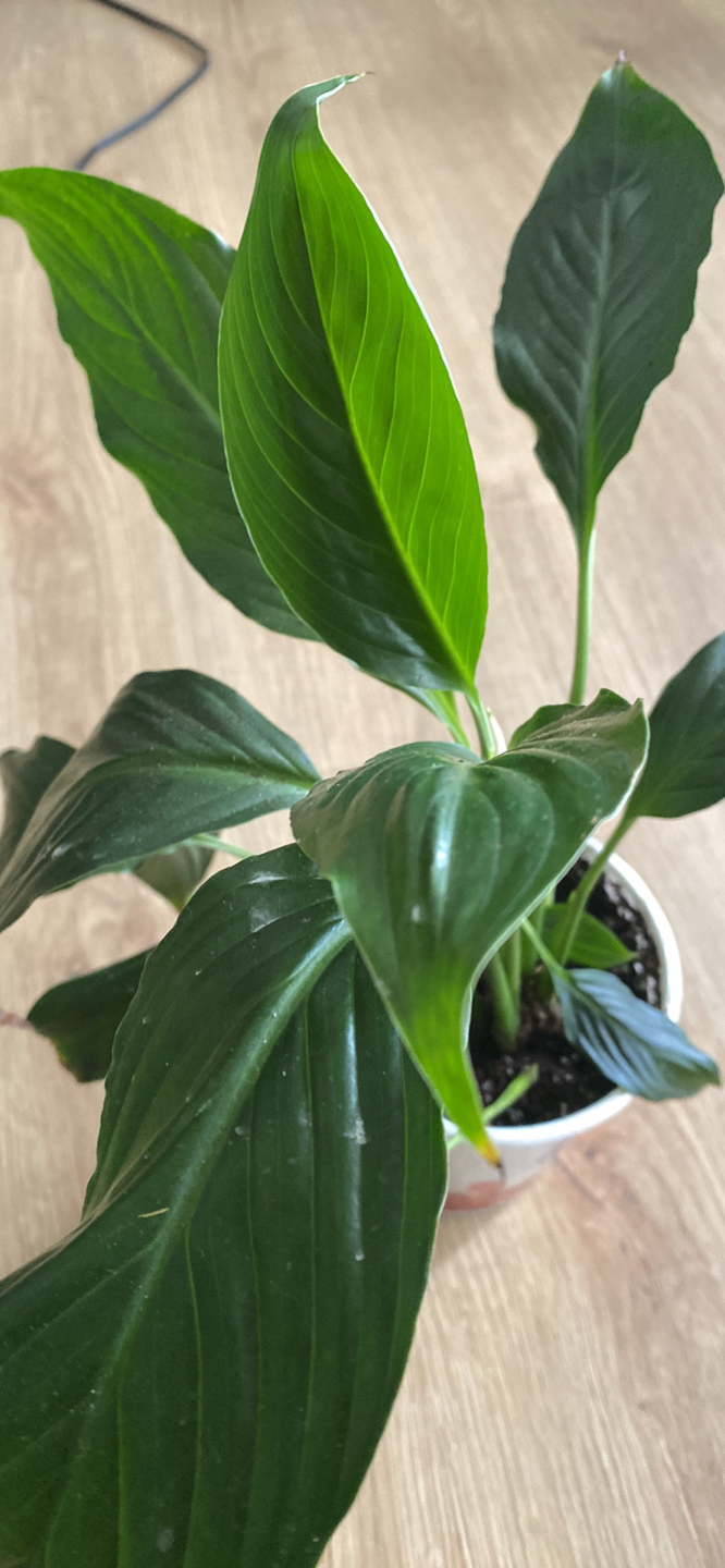 Peace lily with new flower bud - photo 2