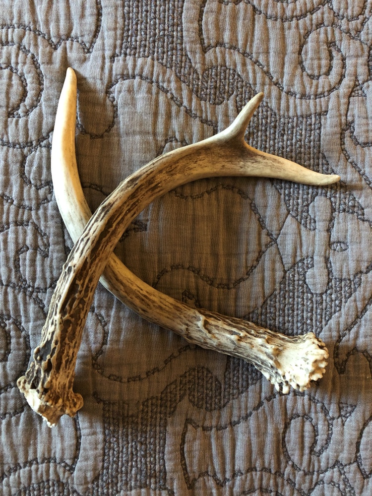Whitetail Deer Antlers, naturally shed