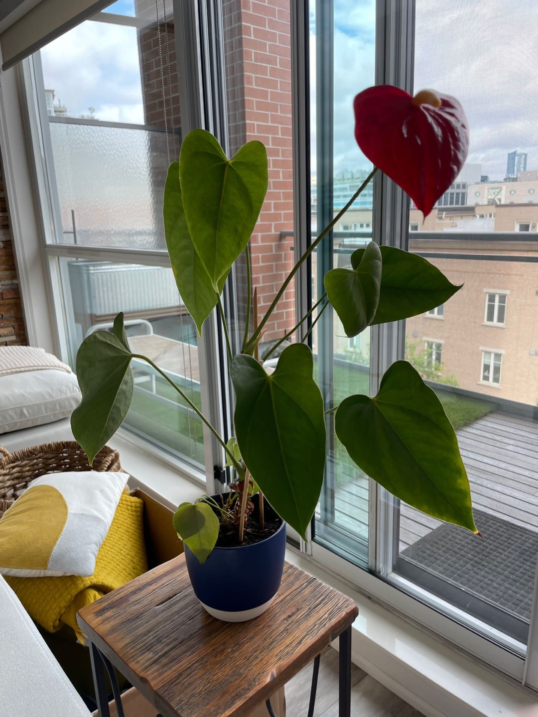 Red Peace Lily - excellent condition