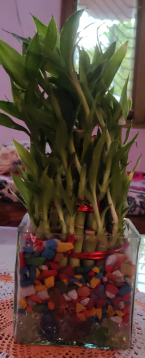 Plant for sale