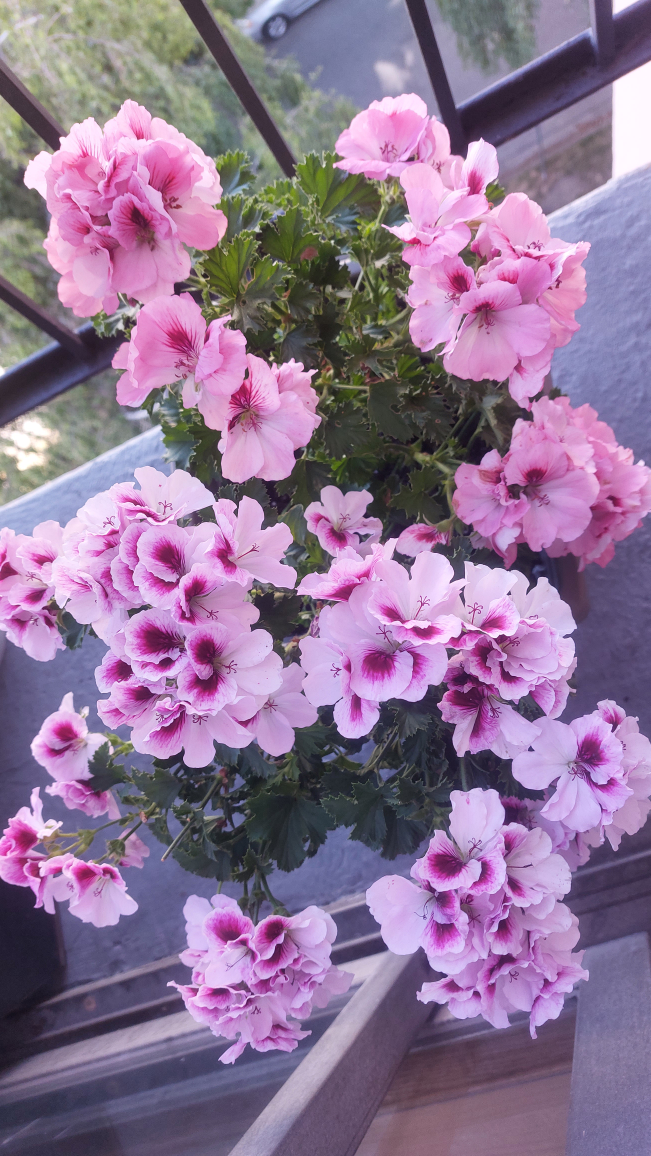 Outdoor balcony plants