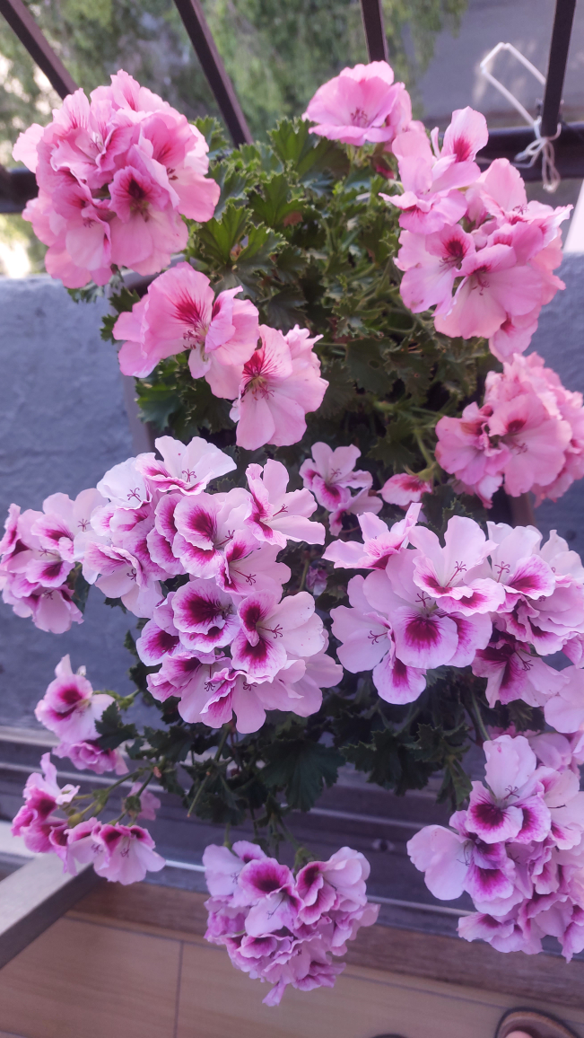 Outdoor balcony plants - photo 4