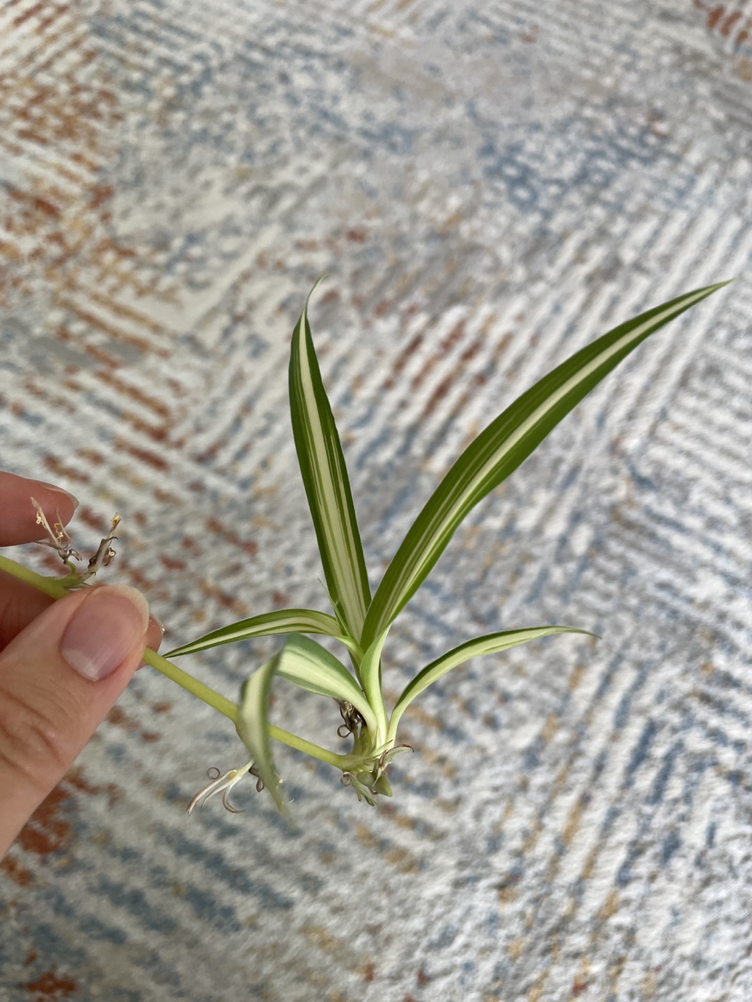 Spider Plant