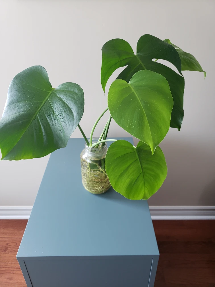 Monstera Deliciosa - photo 3
