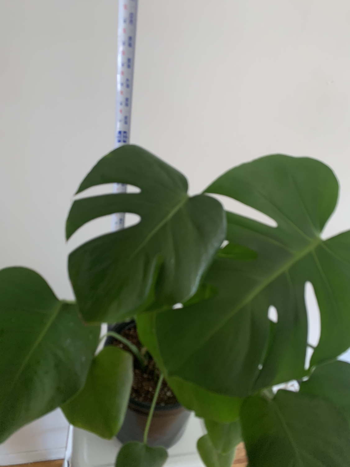 Monstera plant 1 - photo 4
