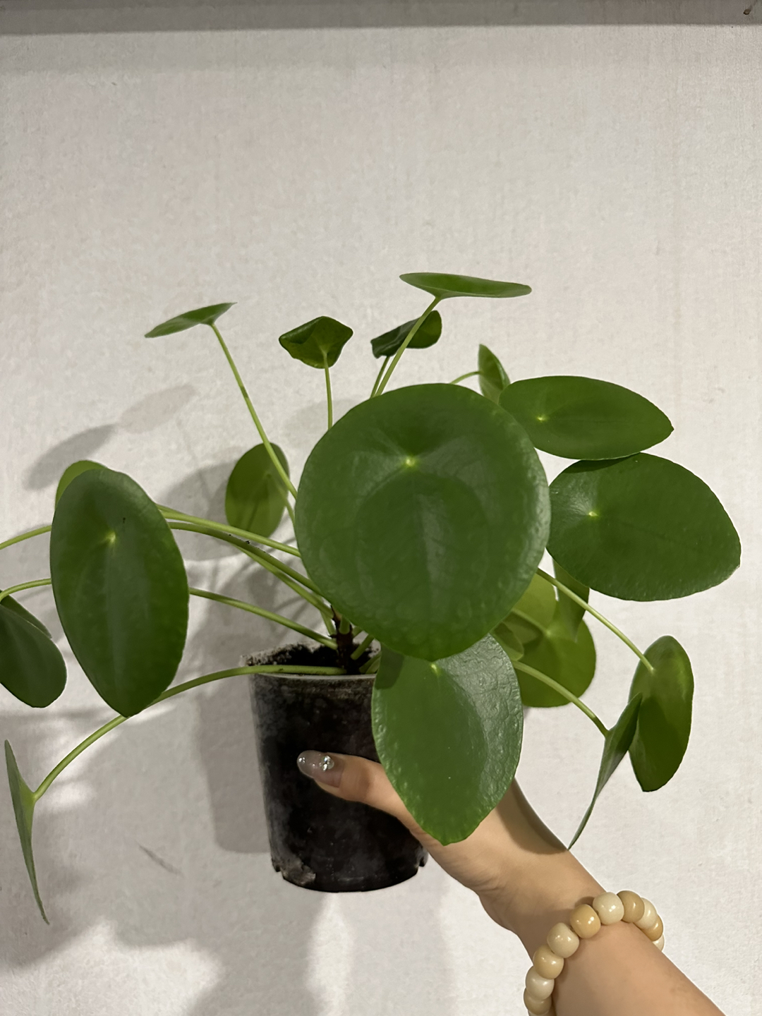 Plant - photo 2