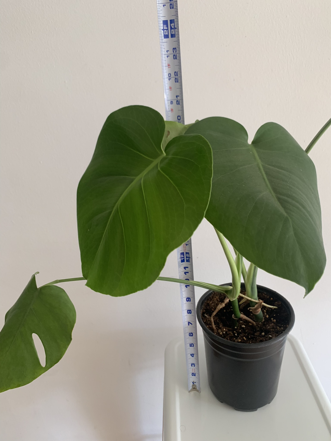 Monstera plant 2 - photo 2
