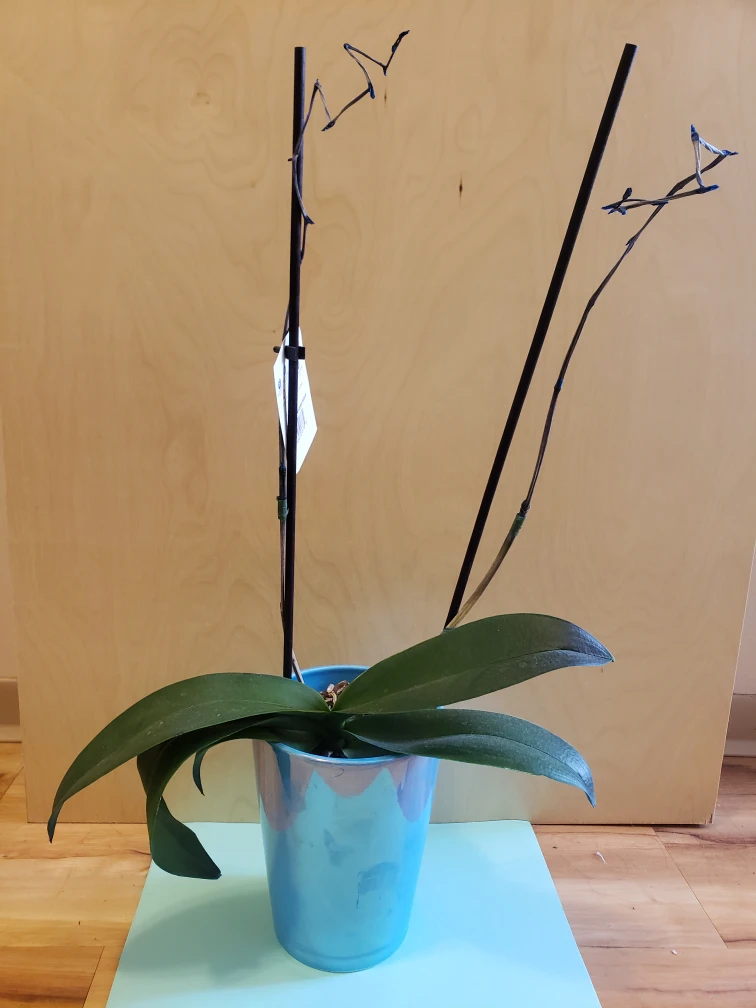 orchid thumbnail