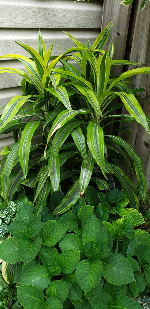 plant image indicator(2)