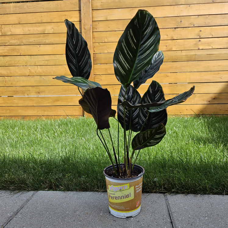 Calathea Ornata Pinstripe Plant image indicator(2)