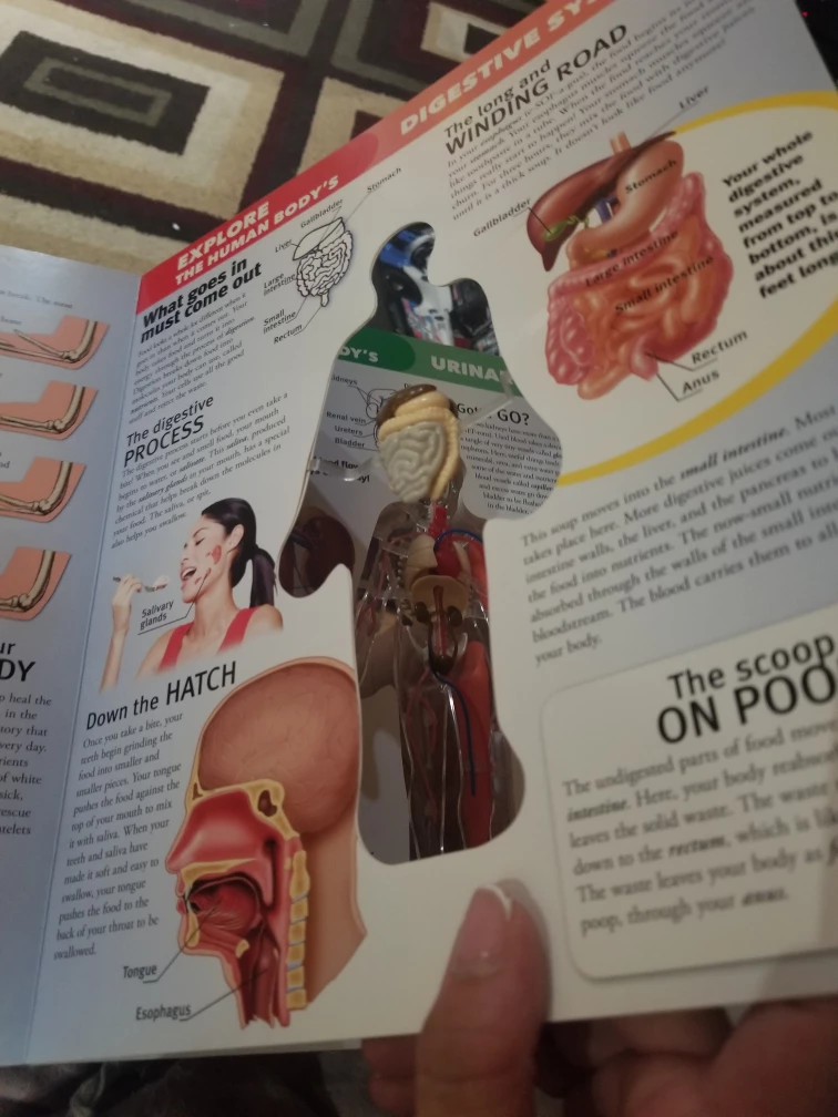Explore the Human Body 3D  Book - photo 3