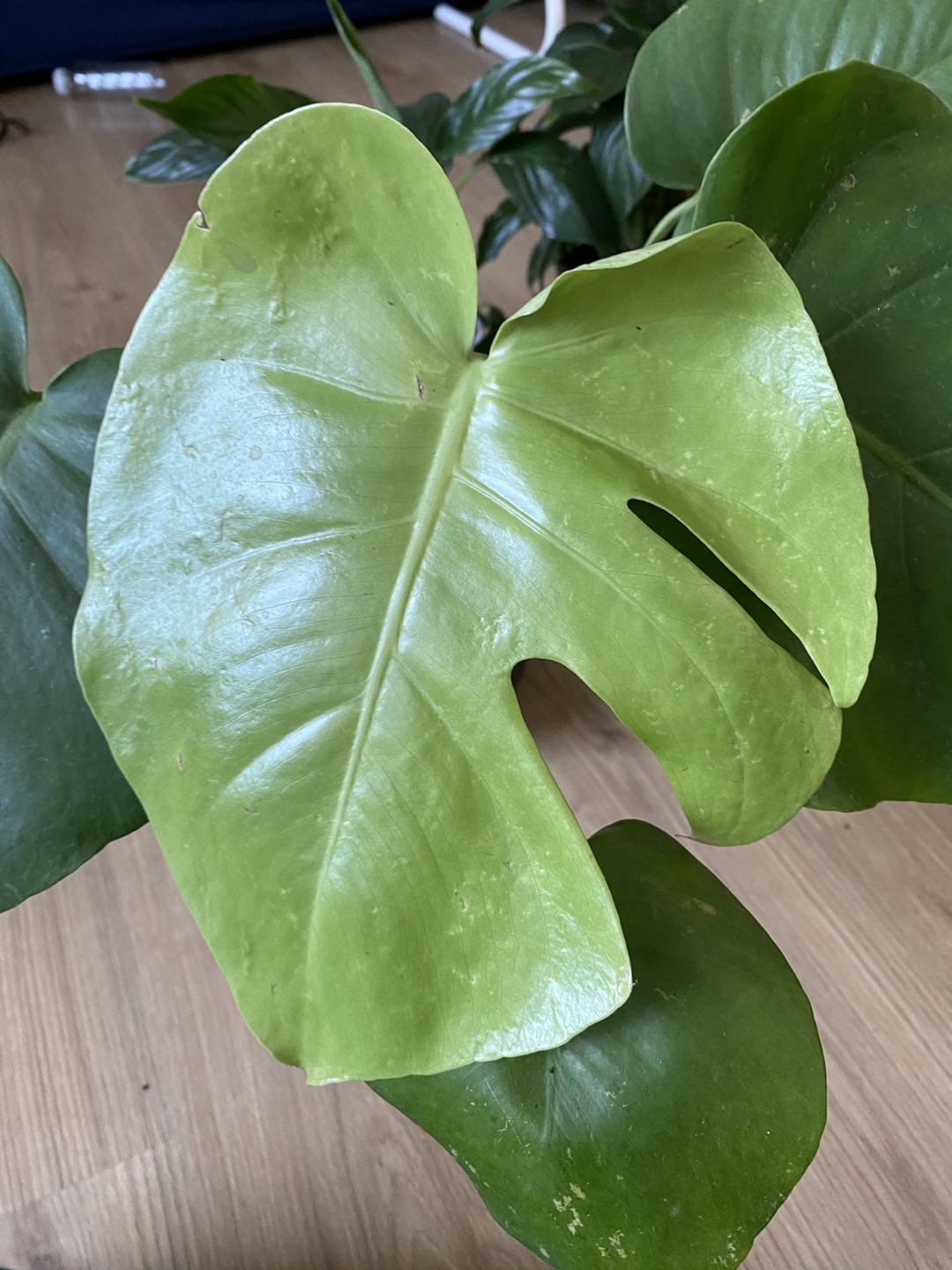 Monstera plant in 6.5 inch pot