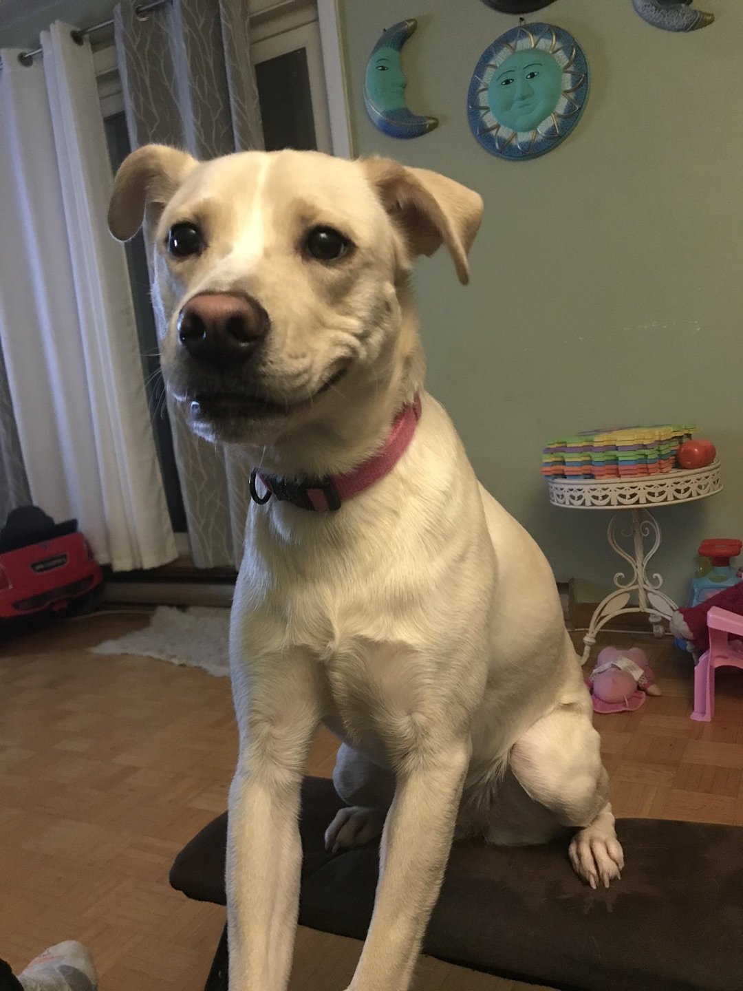Long case for dog - photo 4
