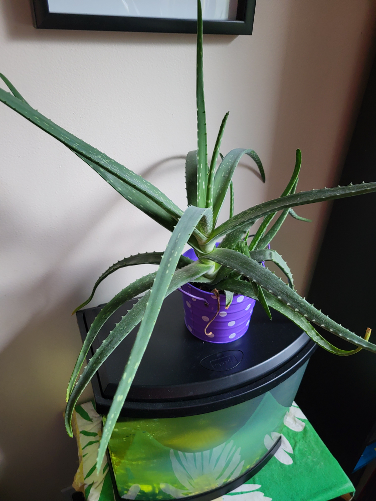 Aloe Vera Plant For Free thumbnail