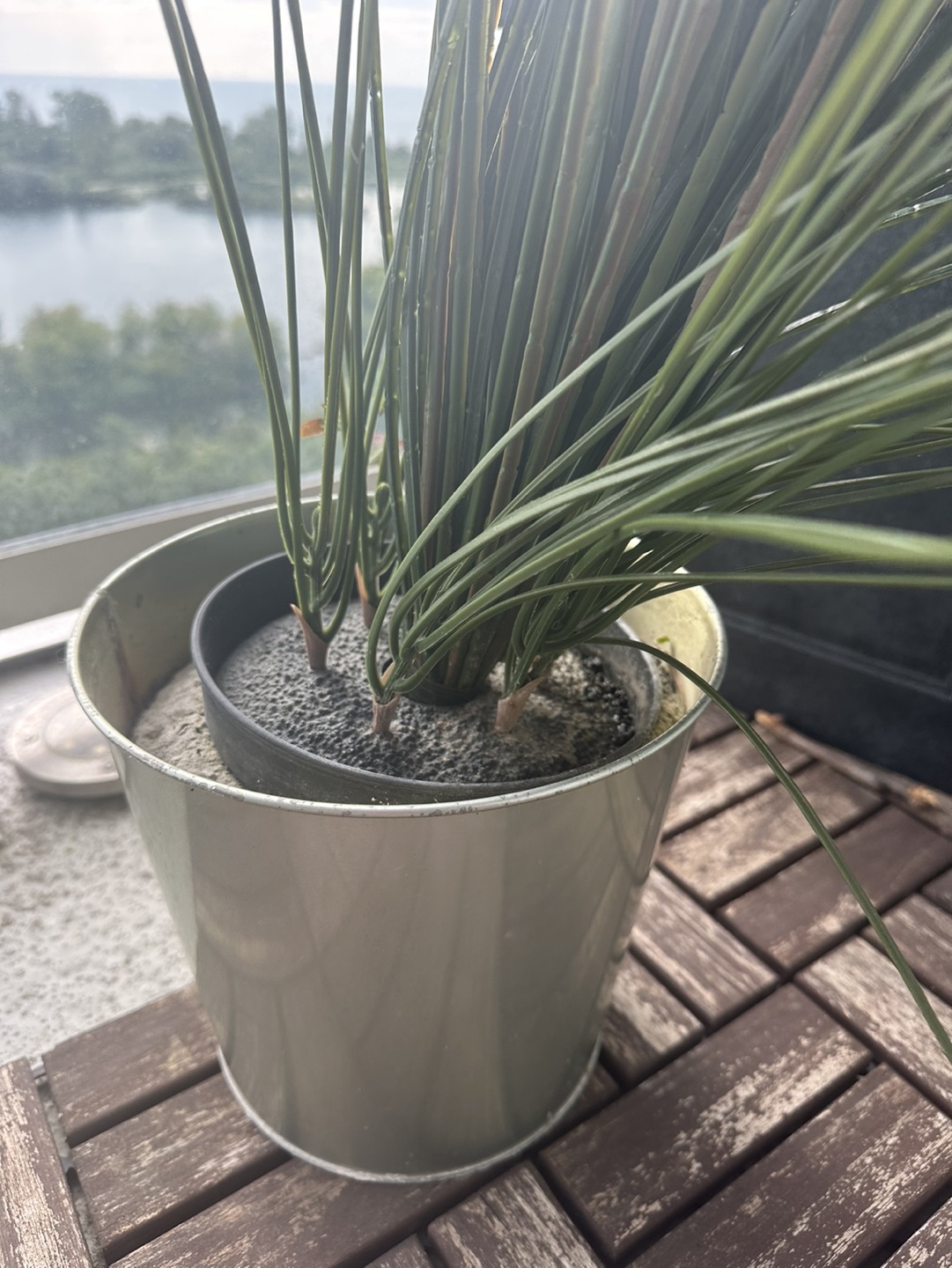 Plant- free - photo 3