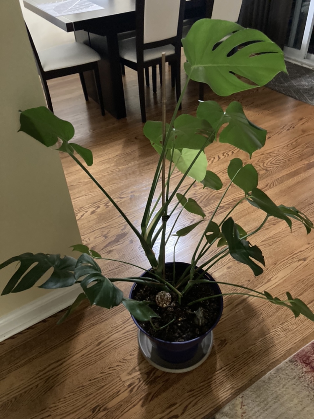 Plant thumbnail