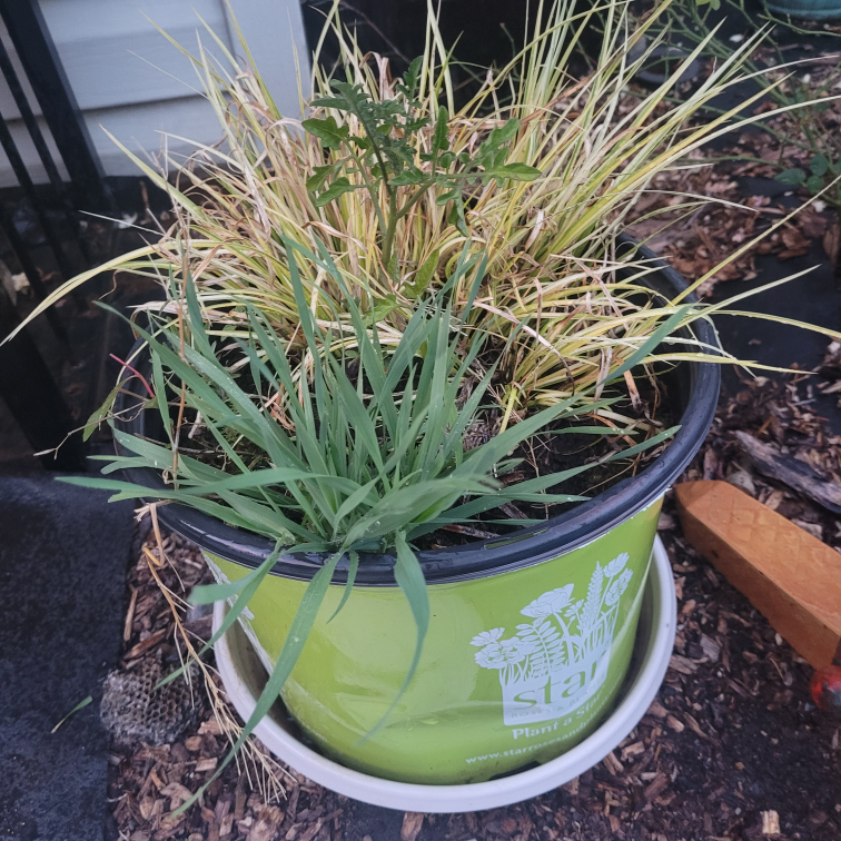garden grass thumbnail