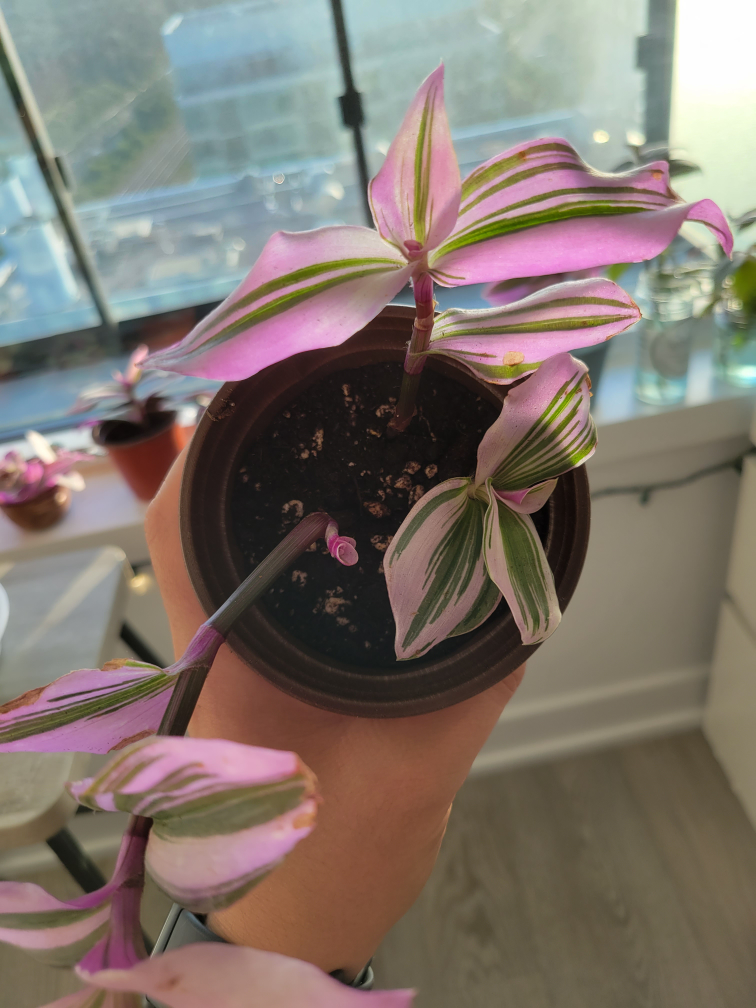 Tradescantia Nanouk 🌱 image indicator(2)