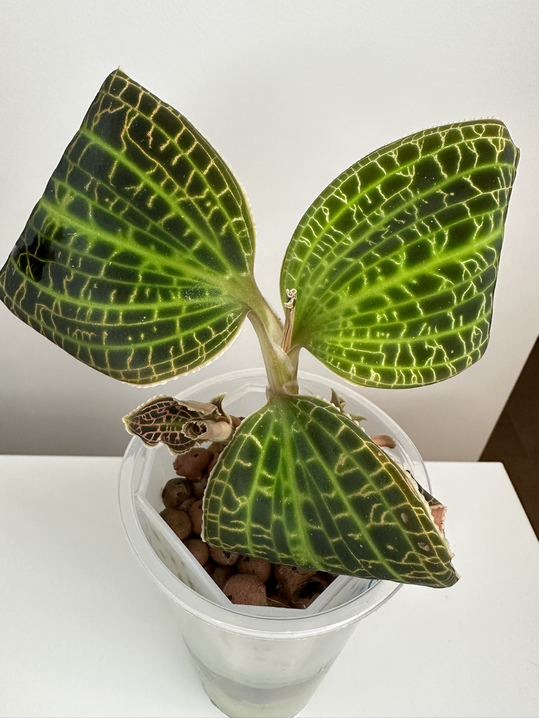 Jewel orchid macodes sanderiana thumbnail