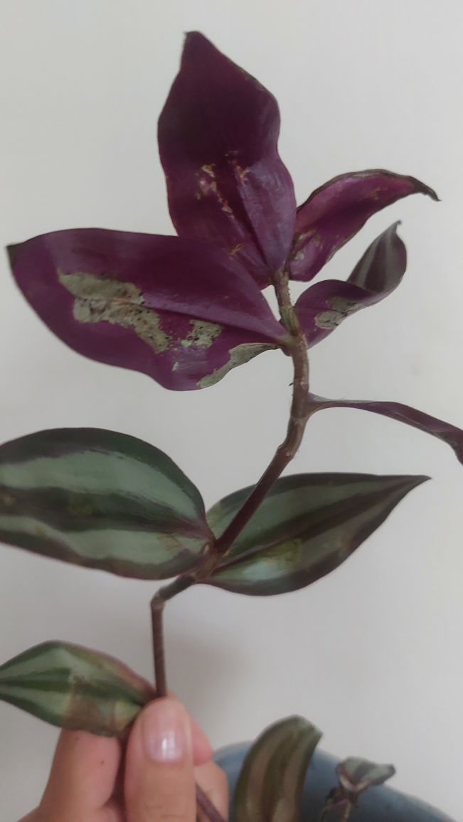 Indoor plant - rescue needed - photo 2