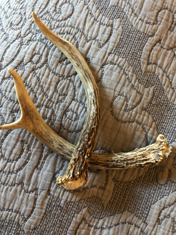 Whitetail Deer Antlers, naturally shed - photo 3