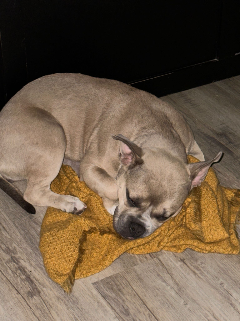 French Bully and American Bully