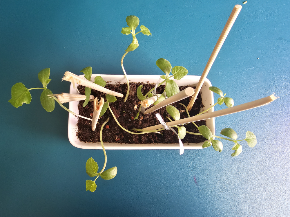 Melon seedlings  thumbnail