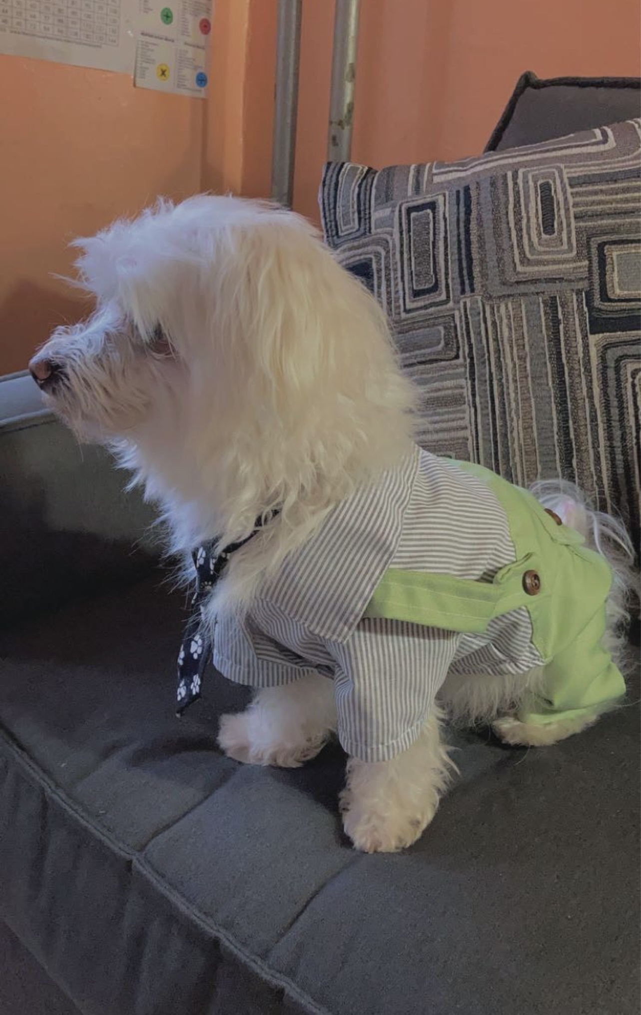 Medium dog clothes - photo 5