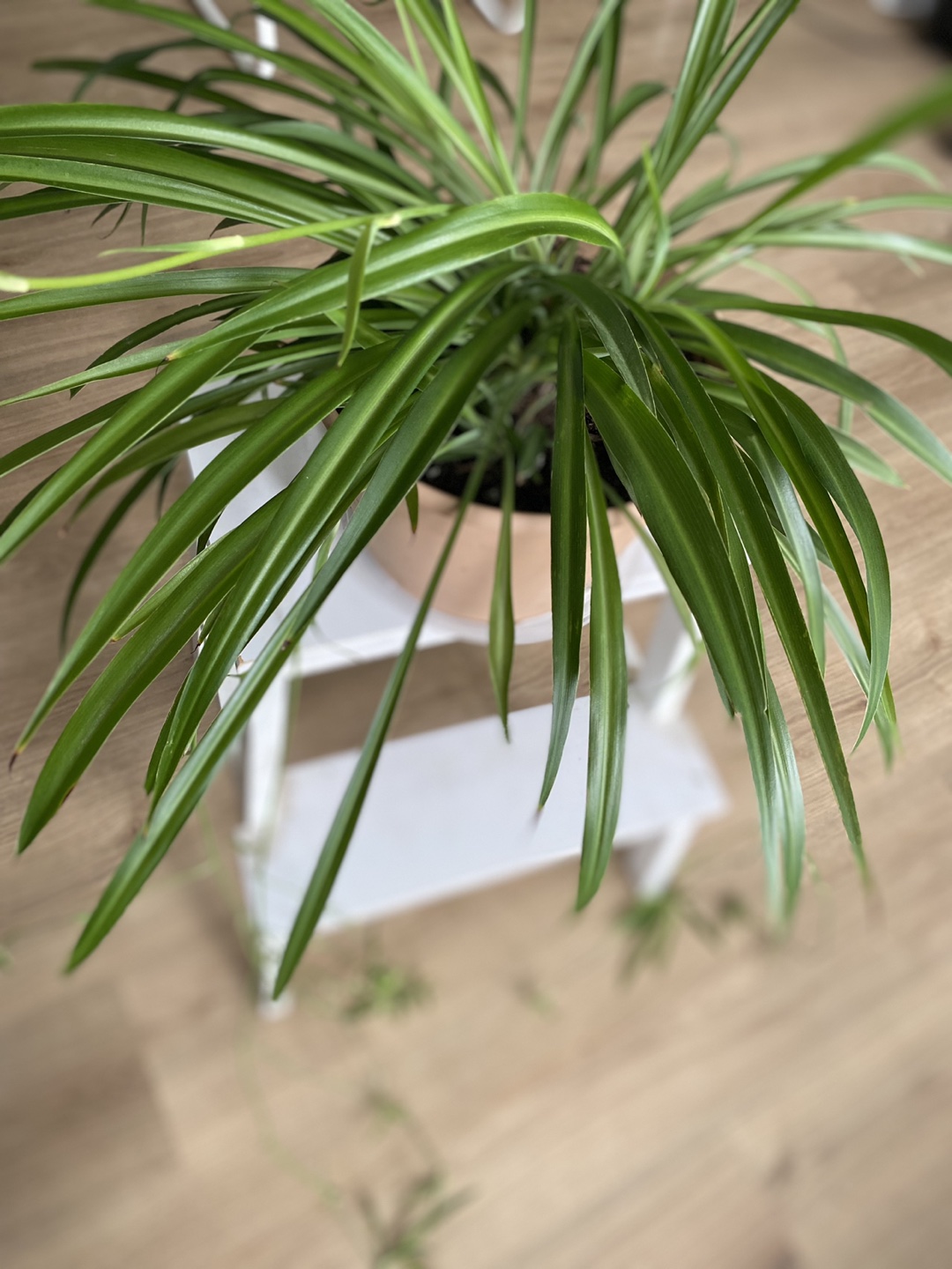 Green spider plant in 9.5 inch pot - photo 2