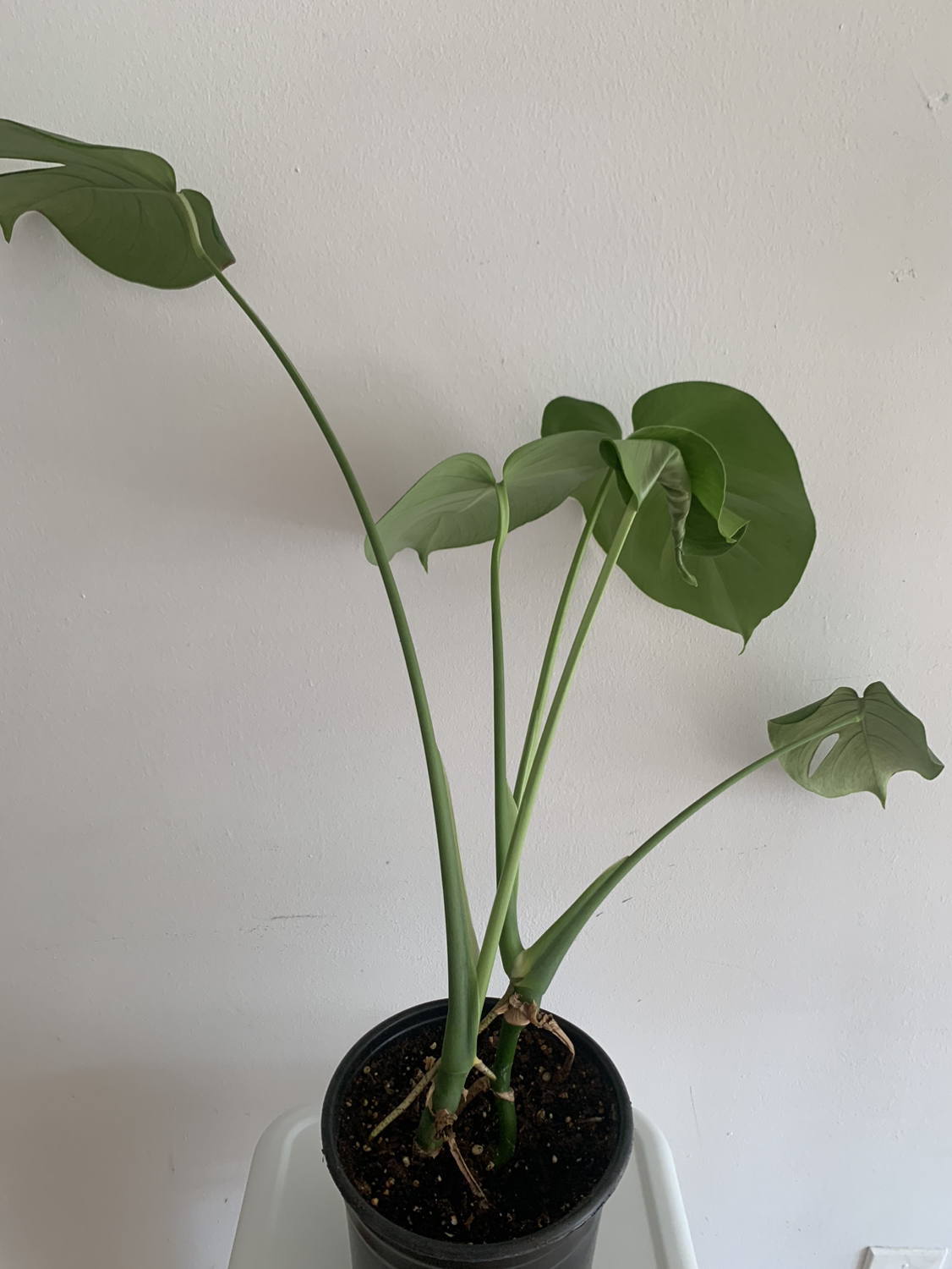 Monstera plant 2 - photo 4